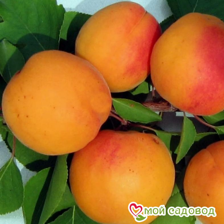 Абрикос Ветеран Севастополя