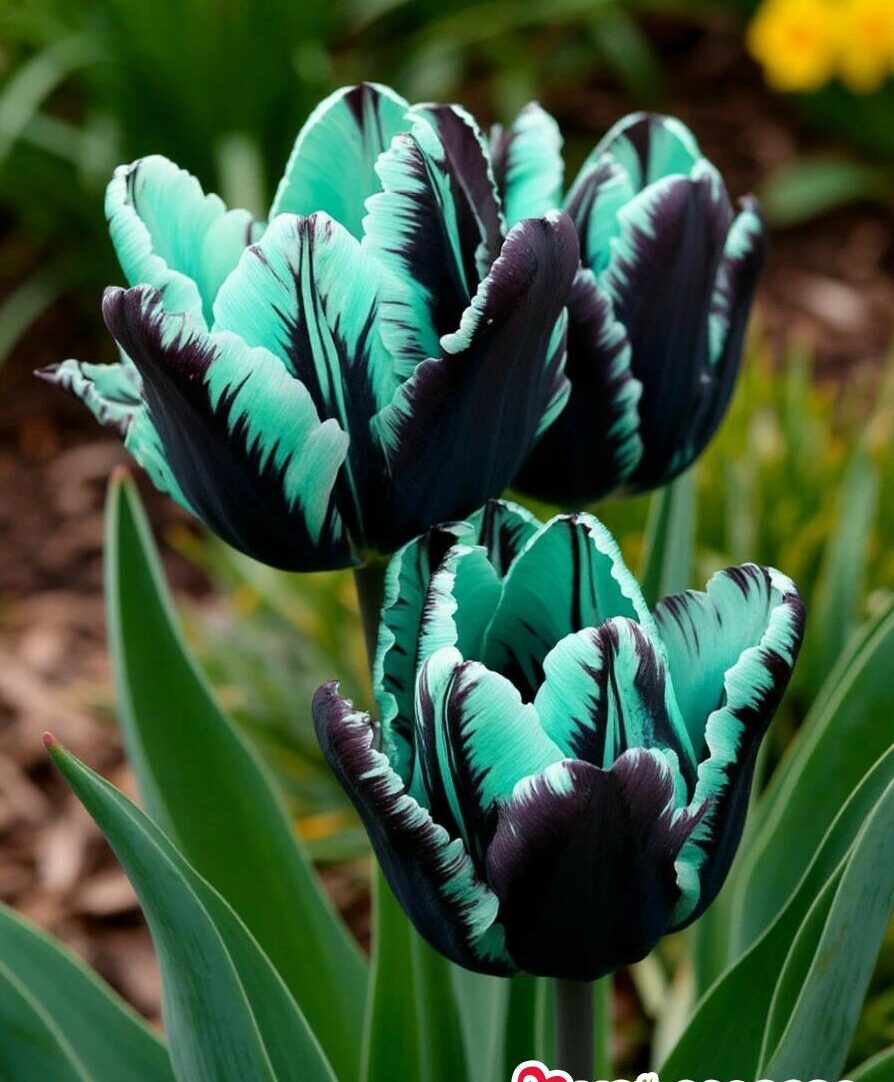 Тюльпан Мельбурн