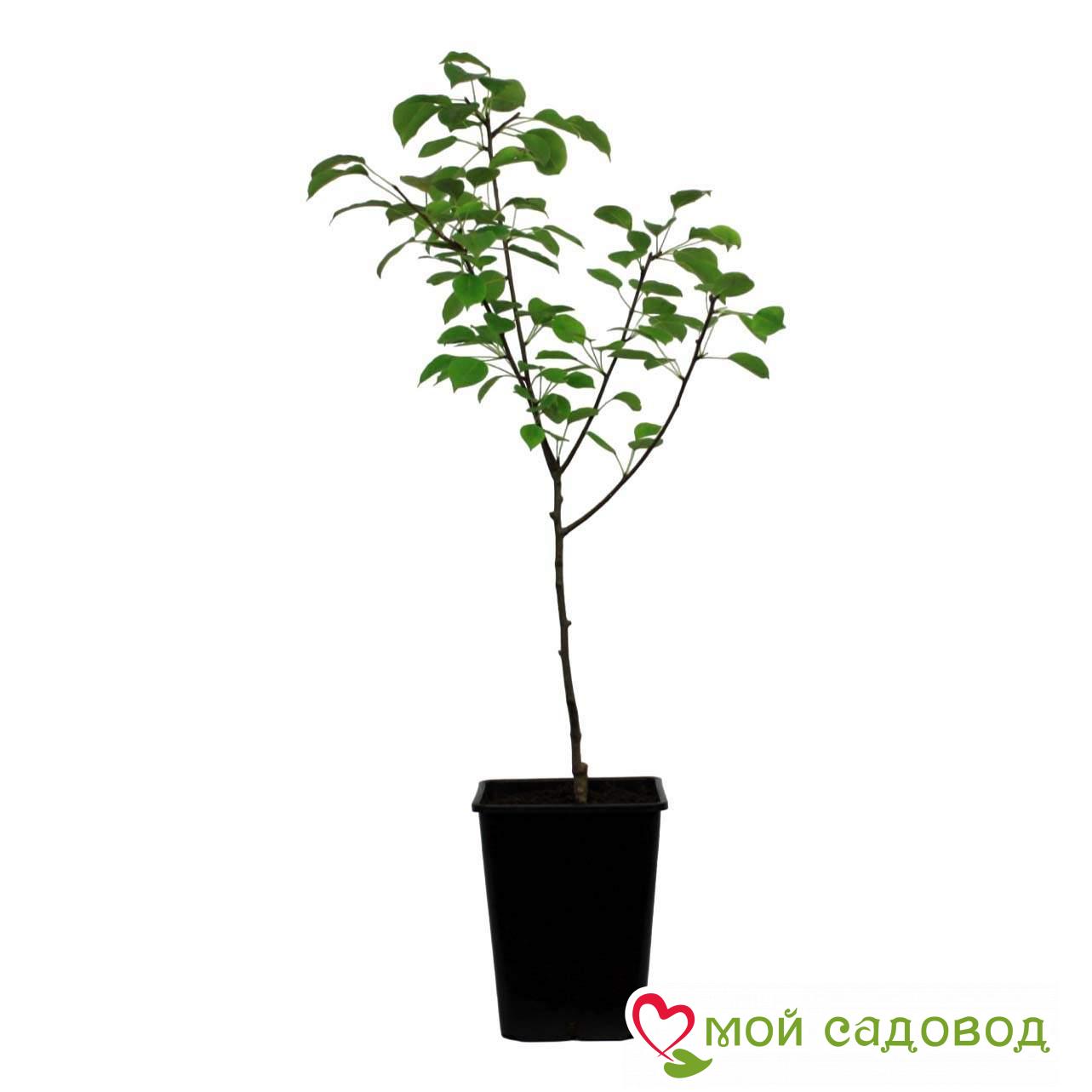 Груша Аркадия Плетистая