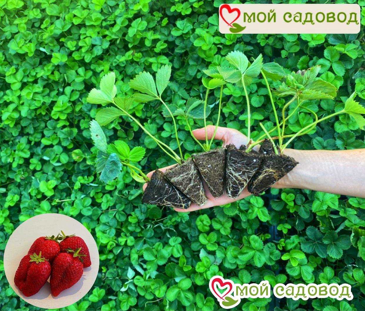 Клубника Алый Секрет